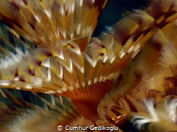Bispira volutacornis
MOTION SENSOR by Cumhur Gedikoglu 